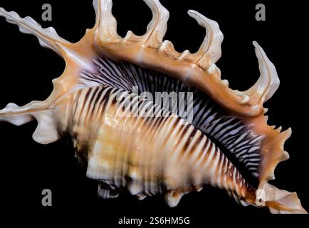 Scorpion Conch Shell on Black Background Stock Photo