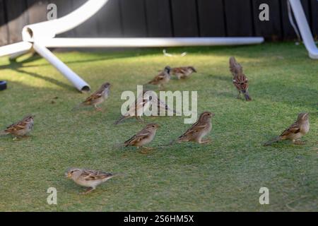 a large flock of house sparrow (Passer domesticus عصفور دوري ) Photographed at the Dead Sea, Israel in December Stock Photo