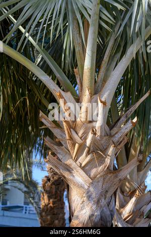 Bismarck palm (Bismarckia nobilis) Photographed at the Dead Sea, Israel in December Stock Photo