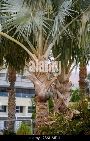 Bismarck palm (Bismarckia nobilis) Photographed at the Dead Sea, Israel in December Stock Photo