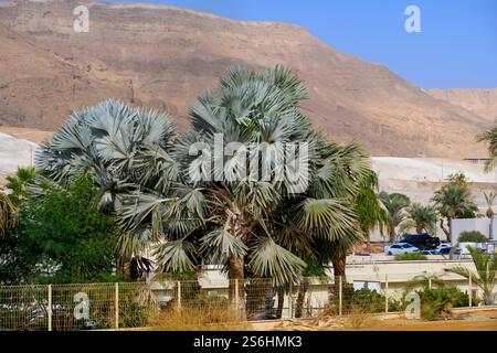 The Shore of the Dead Sea Israel Photographed at Neve Zohar resort Stock Photo