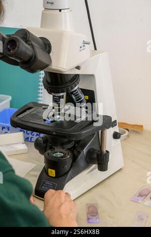 operator is using an Optical microscope to view blood samples on glass slides Stock Photo
