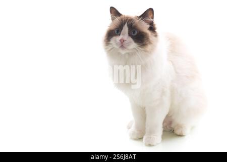 Bright-eyed Ragdoll pet, isolated on white background Stock Photo - Alamy