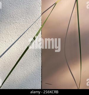 Artistic composition of soft light casting shadows of grass blades on a textured and smooth wall. Stock Photo