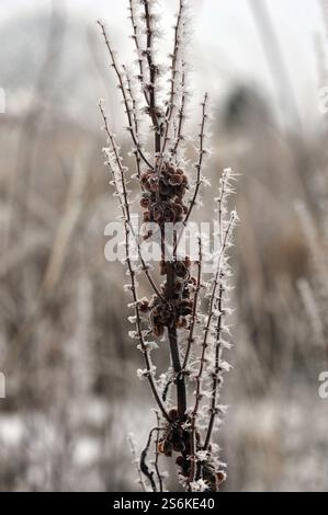 Vertical close-up of dried plant stems and seed pods covered in delicate frost, set against a softly blurred, neutral-toned winter background. The ima Stock Photo