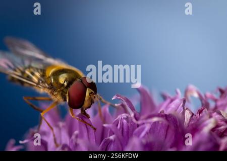 Hoverfly delicately feeding on a vibrant purple flower with a soft blue background in stunning macro detail Stock Photo