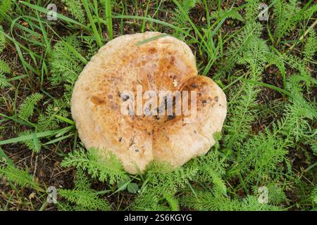 Edible mushrooms grow in the forest on green grass Stock Photo