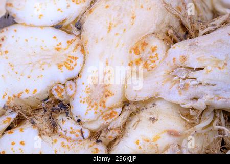 Abstract macro background of a celery root Stock Photo
