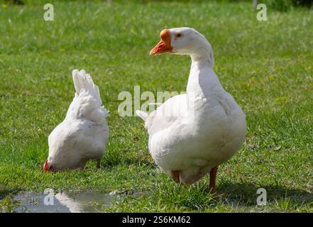 White goose on a background of green grass Stock Photo