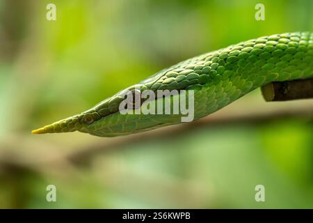 Vietnamese long-nosed snake (Gonyosoma boulengeri) on a branch, captive, Germany. Stock Photo