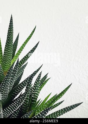 Close up of Haworthiopsis attenuata, zebra haworthia plant. Stock Photo