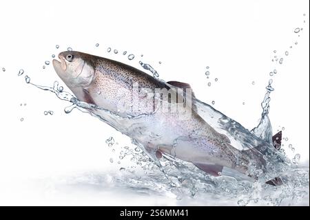 Jumping trout Stock Photo