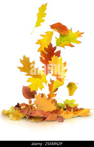 A montage of autumn leaves on a white background Stock Photo - Alamy