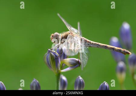 Dragonfly Stock Photo
