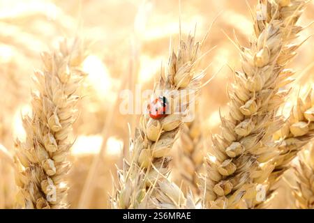 Ladybug on a wheat stalk Stock Photo