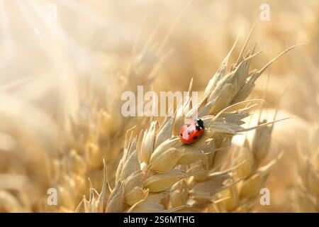 Ladybug on an ear of wheat Stock Photo