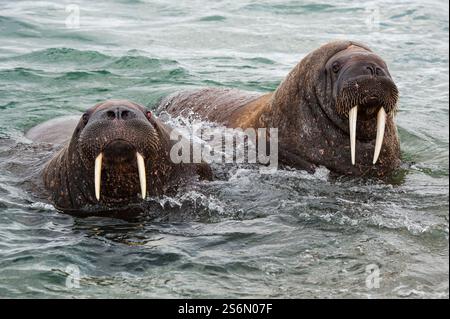 Walrus Two Star ウォーラス Walrus Watchs at Animalden