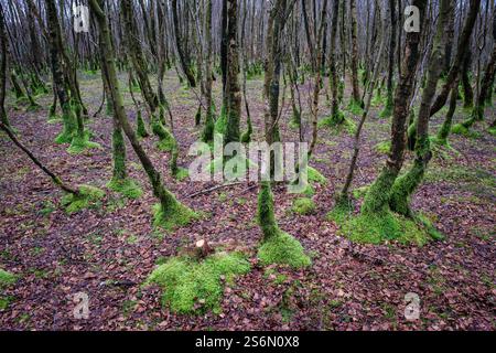 Moss growing on the trunks of silver birch trees, Stanton Moor, Peak District National Park, Derbyshire, England Stock Photo