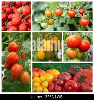 Collage with various tomatoes Stock Photo