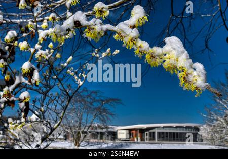 Blooming witch hazel under snow in the park of the gardens in Bad Zwischenahn-Rostrup on a winter's day Stock Photo