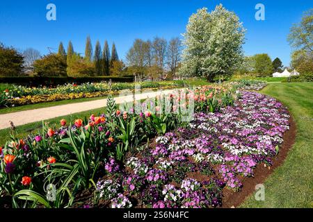 Horned violets, tulips and cherries in bloom in the park of the gardens in Bad Zwischenahn-Rostrup on a sunny spring day Stock Photo