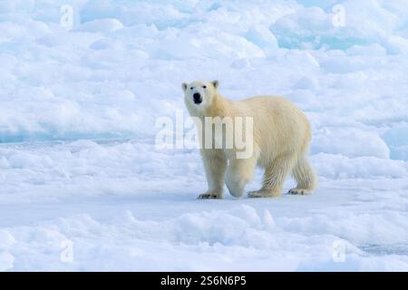 Lone polar bear (Ursus maritimus) hunting on pack ice / drift ice in the Arctic Ocean along the Svalbard coast, Spitsbergen, Norway Stock Photo