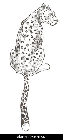 Wildlife feline animal turning back, isolated leopard or cheetah with long tale. Jaguar carnivore big cat, nature and fauna. Africa or savannah, zoo or park. Monochrome sketch. Vector in flat style. Leopard animal with spotted fur monochrome sketch Stock Vector