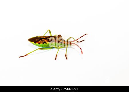 A juniper berry bug on a white background Stock Photo