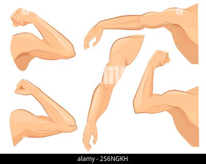 Muscle hands. Male power body muscles strong biceps vector cartoon sport illustrations. Strong power arm, hand and shoulder strongman. Muscle hands. Male power body muscles strong biceps vector cartoon sport illustrations Stock Vector