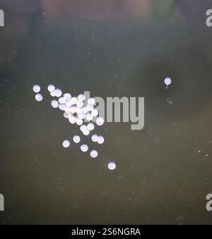 The eggs, spawn of armored catfish are attached to an aquarium pane ...