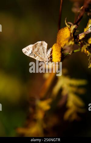 A butterfly sitting on a plant Stock Photo