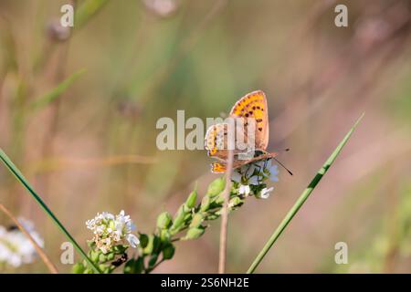 A butterfly, fire butterfly sitting on a plant Stock Photo