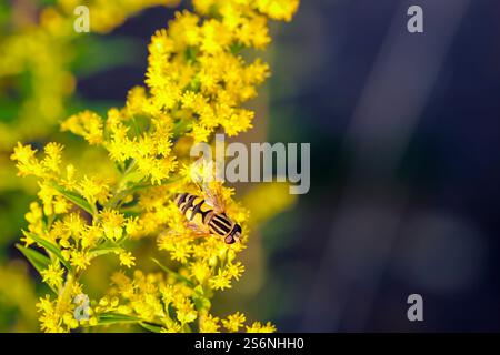 A hoverfly on a yellow flowering plant Stock Photo
