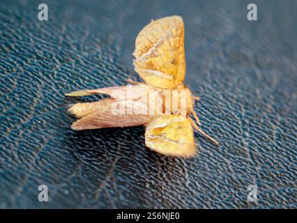Close-up of a dock rootworm (Triodia sylvina) on a black leather surface Stock Photo