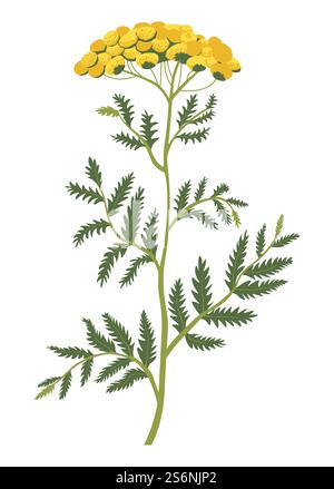 Blooming plant or bush with stem and leaves, isolated icon of flower in blossom. Wildflower botany and decoration, meadow or field in countryside. Bouquet composition of bush. Vector in flat style. Yellow weed or grass blooming, plant in blossom Stock Vector