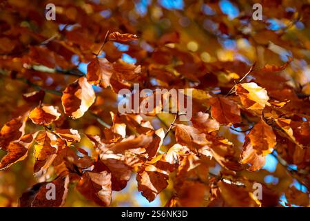 Brightly colored foliage on trees in autumn. Autumn landscape Stock Photo
