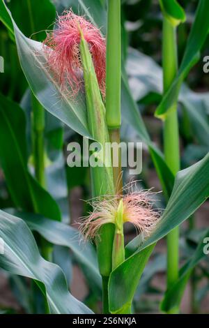 Corn cobs on the corn plants in a field Stock Photo