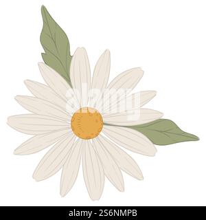 Flourishing chamomile flower with leaves and petals, isolated blooming flora, seasonal blossom. Inflorescence an aromatherapy, florist shop or store with botanic bouquet. Vector in flat style. Chamomile flower plant with petals and leaves Stock Vector
