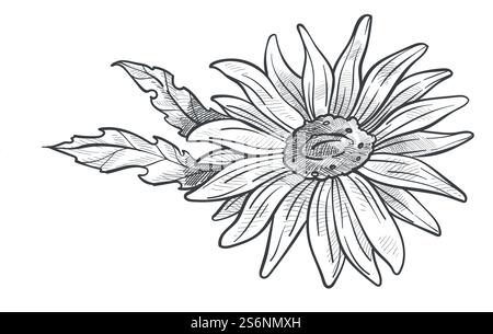 Blooming flower, camomile with petals and leaves, isolated botany. Aromatic flora plant, marguerite inflorescence. Summer or spring seasonal blossom and wild flourishing. Vector in flat style. Camomile flower in blossom, monochrome sketch Stock Vector