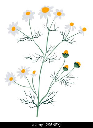 medical chamomile - a plant used for herbal tea vector line art ...