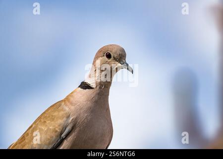 A bird with a black and white neck is standing on a branch. The bird is looking at the camera Stock Photo