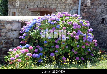 Hortnesia on a wall in Brittany Stock Photo