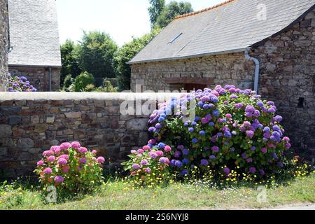 Hortnesia on a wall in Brittany Stock Photo