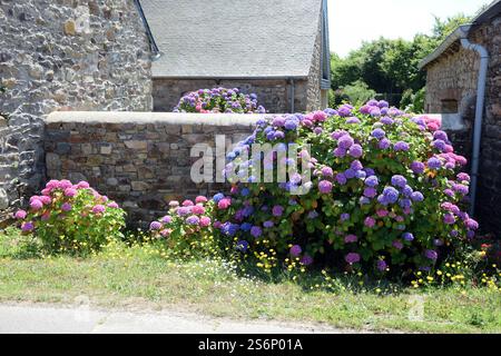 Hortnesia on a wall in Brittany Stock Photo