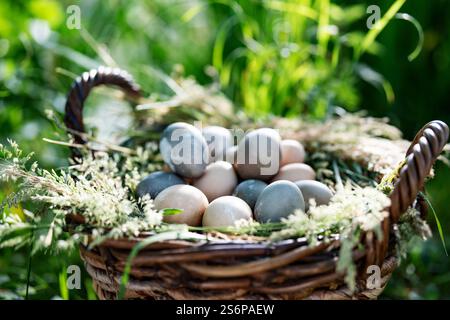 Filled wicker basket with pastel colored easter eggs. Background for easter with space for text. Stock Photo