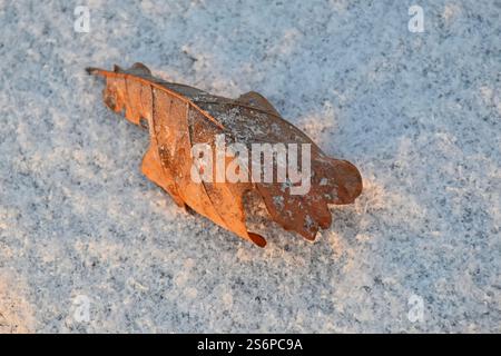 Dried oak leaf in the snow Stock Photo
