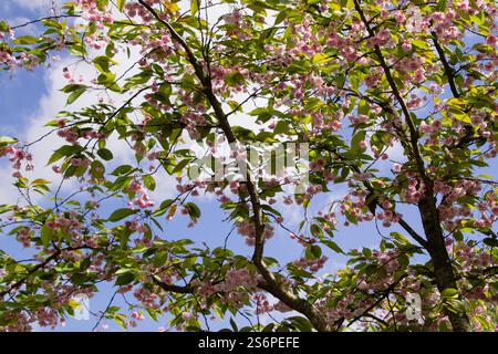 Pink cherry blossom branches Stock Photo