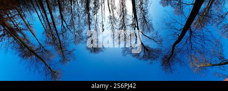 Panorama wide angle: tall trees without leaves in winter against a blue sky Stock Photo