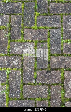 Block paving pavers on patio driveway overgrown with moss. lichen and weeds Stock Photo