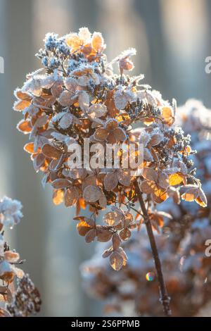 Hydrangea blossom (Hydrangea) in frost, panicle hydrangea Stock Photo